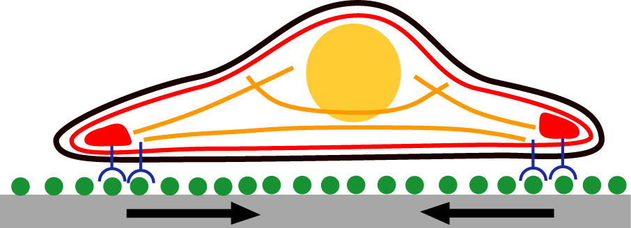 Cartoon cell adhesion